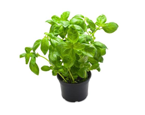 3496900000320.jpeg