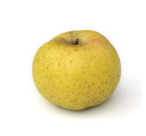 POMME CANADA GRISE KG