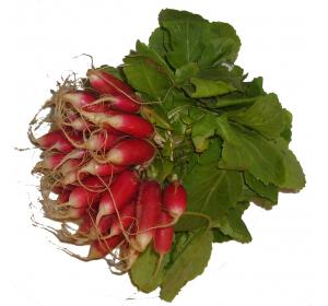 RADIS ROUGE DE CHINE