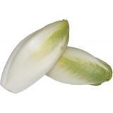 ENDIVE  NORD KG