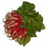 RADIS ROUGE DE CHINE