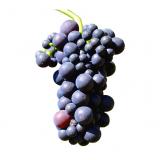 RAISIN VITTORIAB ITALIA KG