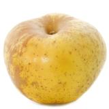 POMME REINE REINETTE KG