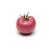 TOMATE SUMMER CIDER