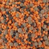 TRIO DE LENTILLES VRAC KG