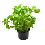 BASILIC EN POT